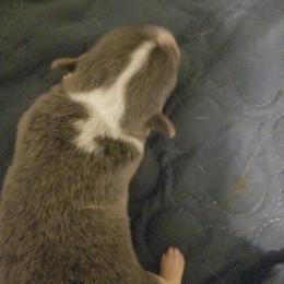 Blue - Blue male Pembroke Welsh Corgi puppy in Edmond, Oklahoma from Red Dirt Corgis