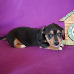 Girl 1 - Black and tan female Dachshund puppy in Quemado, New Mexico from TNT Dachshunds