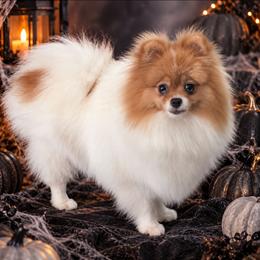 Rustella - Cream sable parti female Pomeranian puppy in Fultonville, New York from Sandy Aussies, Mini Dachshunds & Pomeranians