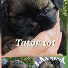 Tator tot on hold Brianna - Red male Shih Tzu puppy in Ellettsville, Indiana from Cutie Pie Shih Tzus