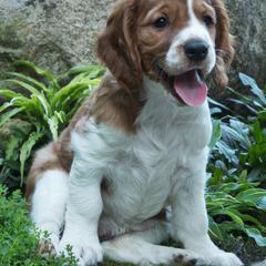 Welsh Springer Spaniel Puppies from Braith Welsh Springer Spaniels
