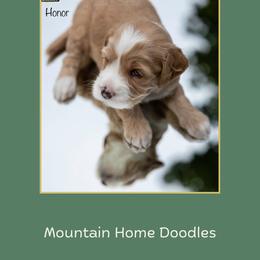 Honor - Apricot male Australian Labradoodle puppy in Cashmere, Washington from Mountain Home Doodles