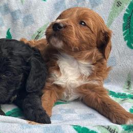 Ginger - Apricot male Goldendoodle puppy in Captain Cook, Hawaii from Big Island Goldendoodles