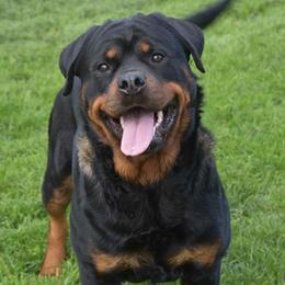 Haifa - Rottweiler