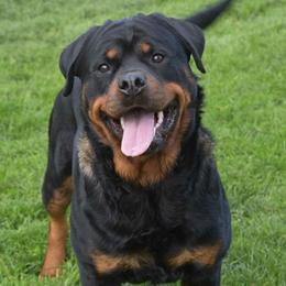 Haifa - Rottweiler