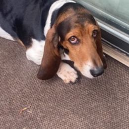 Basset Hounds from Ritter’s Critters