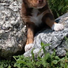 Gator- Green Collar - Red tri-color male Australian Shepherd puppy in Newport, Rhode Island from Wildlings Australian Shepherds