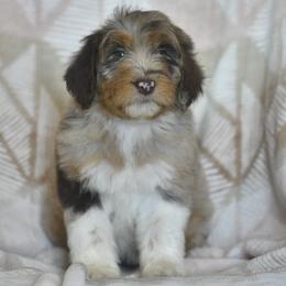 Sequoia - Red merle female Aussiedoodle puppy in Delta, Colorado from PTK Ranch