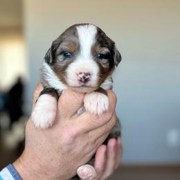 Peppermint - Blue merle female Miniature American Shepherd puppy in Bayard, Nebraska from Puppies by Alies