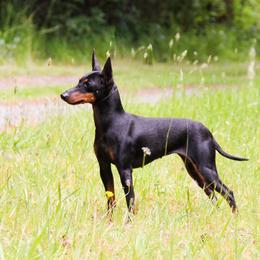 Wendy - Manchester Terrier