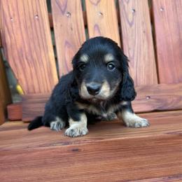 Boy 1 - Black and tan male Dachshund puppy in Santa Rosa, California from Signature Mini Dachshunds