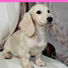 Elsbeth - Cream female Dachshund puppy in Inverness, Florida from Royalworth Kennel