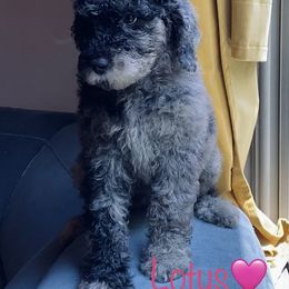 Aussiedoodle Puppies from Shawna Rosario