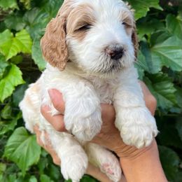 Assorted Doodle Crosses, Australian Labradoodle, Goldendoodle, and Newfoundland Puppies from Twin Sisters Doodles