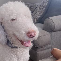 Sheepadoodles from Regalpups