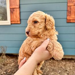 Apricot boy - male Bernedoodle puppy in Blue Springs, Missouri from Jeanie’s Doodles