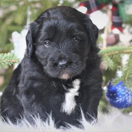 Aussiedoodle Puppies from Finney Ranch