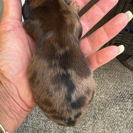 Chocolate Dapple Boy - Dapple male Dachshund puppy in Ecorse, Michigan from Amberly's Dachshunds
