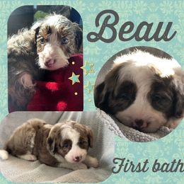 Aussiedoodle Puppies from Ohana Companions