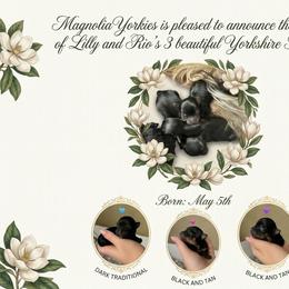 Yorkshire Terrier puppies from MagnoliaYorkies