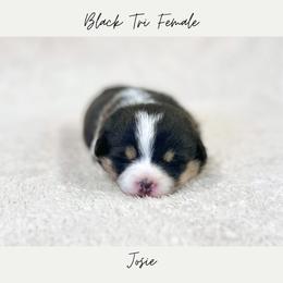 Josie - Black and tan female Pembroke Welsh Corgi puppy in Onalaska, Washington from Shoestring Valley Corgis