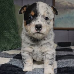 Pansy - Blue mottled female Australian Cattle Dog puppy in China Grove, North Carolina from Indigojos Australian Cattle Dogs