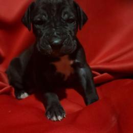Ellie - Black female Great Dane puppy in Walker, Louisiana from La Rebel Danes