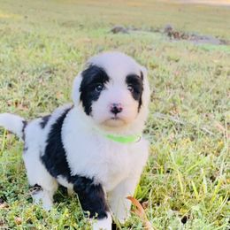 Goldendoodle and Sheepadoodle Puppies from Paw City Doodles