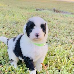 Goldendoodle and Sheepadoodle Puppies from Paw City Doodles
