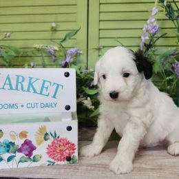 Boomer - Black and white male Schnoodle puppy in Lebanon, Missouri from Cedar Glades Canines