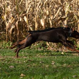 Doberman Pinscher and French Bulldog All Grown Up from The Defender Farm
