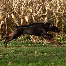 Doberman Pinscher and French Bulldog All Grown Up from The Defender Farm