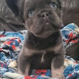 Bear - Tricolors male French Bulldog puppy in Stockton, Missouri from Willis Family Frenchies