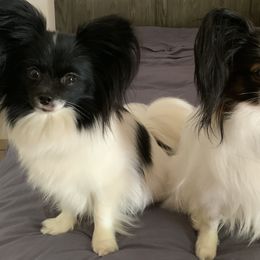 Papillon All Grown Up from DogBond Papillons