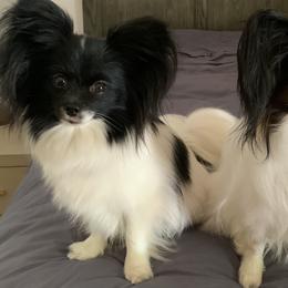 Papillon All Grown Up from DogBond Papillons
