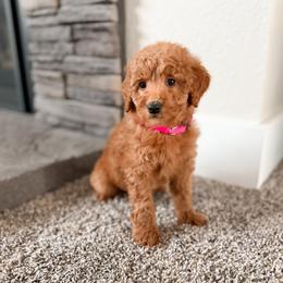 Toffee - Red  female Goldendoodle puppy in Billings, Montana from Montana Raised Doodles
