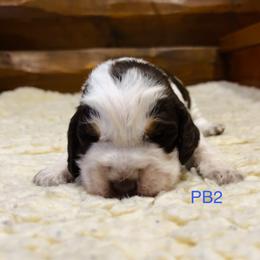 PB2 - Tri-Roan male English Springer Spaniel puppy in Britton, South Dakota from K&S Canines