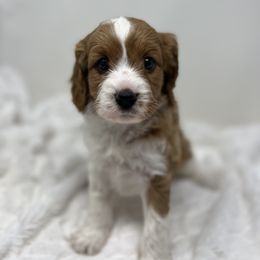 Australian Labradoodle, Bernedoodle, Cavapoo, and Poodle Puppies from Walk with Me Doodles