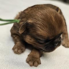 Basil - Red male Brussels Griffon puppy in Columbus, Ohio from Last Knight Kennels and Greyhawk Kennels