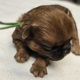 Basil - Red male Brussels Griffon puppy in Columbus, Ohio from Last Knight Kennels and Greyhawk Kennels