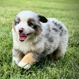 Winston - Blue merle male Miniature American Shepherd puppy in Springfield, Missouri from 3 Barrels Farms, LLC
