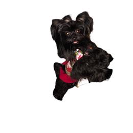 Coal - Yorkshire Terrier