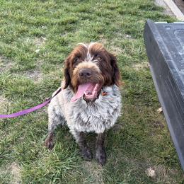 Gus - Wirehaired Pointing Griffon