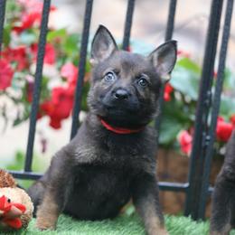 Volt - Sable male German Shepherd puppy in Philippi, West Virginia from Vom Haus Highlands