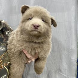 Boy 3 - Isabella male German Shepherd puppy in Pelham, North Carolina from P & P Shepherds