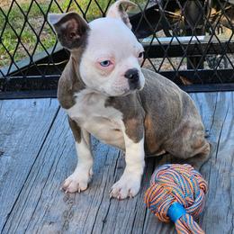 Brindle Blue Eye Girl - Brindle and white female Boston Terrier puppy in Anderson, South Carolina from Lola’s House of Bostons & Rescue