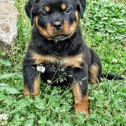 Rottweiler Puppies from Vom Bruderhof Rottweilers