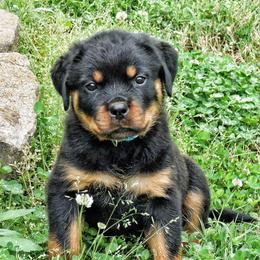 Rottweiler Puppies from Vom Bruderhof Rottweilers