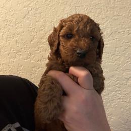 Girl 1 - Red  female Poodle puppy in Southwest Ranches, Florida from Herringbone ‘s Poodles