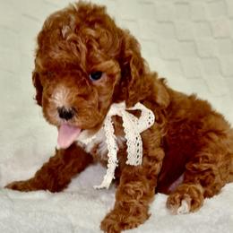 Minnie - Red  female Goldendoodle puppy in Mesa, Arizona from AZ River Doodles
